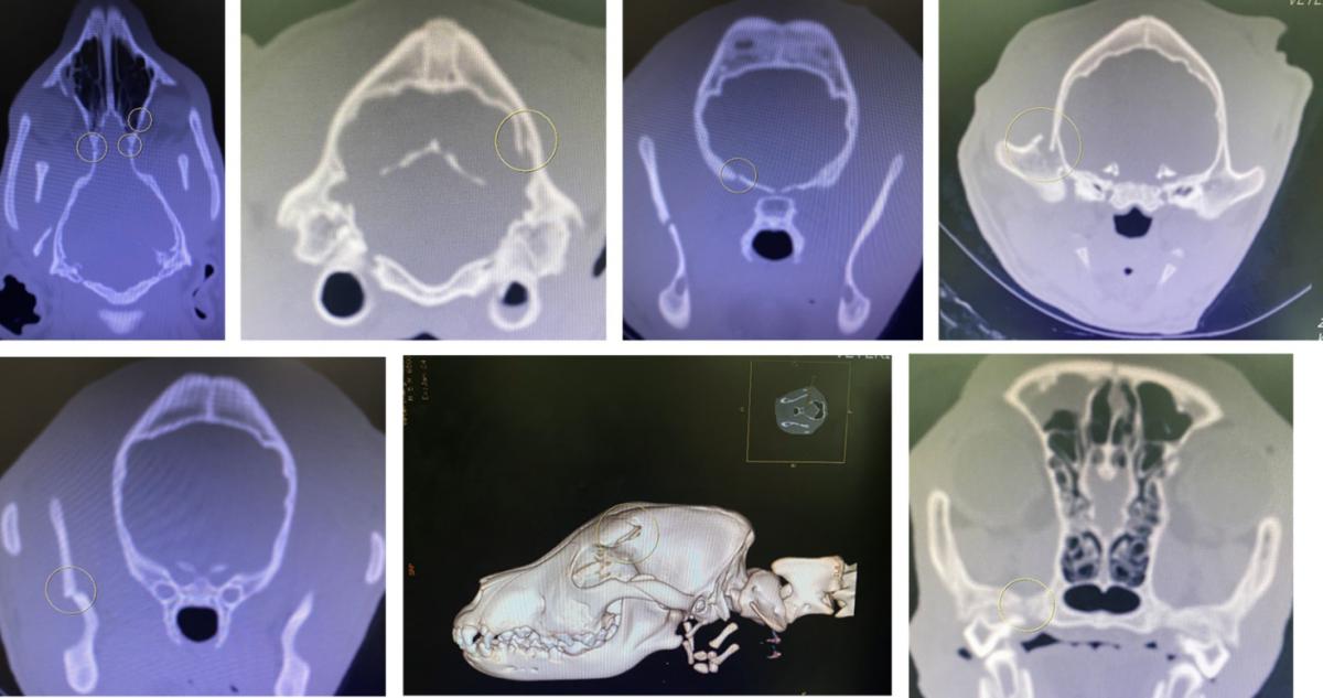 dog_skull_fractures_e4h25.jpg