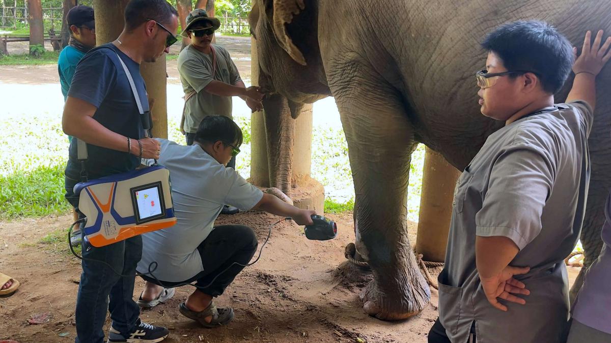 elephant_mls_laser_treatment_thai.jpg