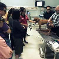 Seminar MLS-Lasertherapie für Hunden - Kuala Lumpur, Malaysia
