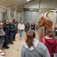 Laserterapia MLS con M-VET per equini - Olanda