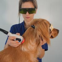Traitement laser pour chien avec M-VET