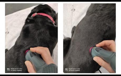 Embedded thumbnail for Tosca, a Labrador with biceps tendinopathy