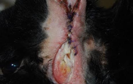 Embedded thumbnail for Askja, coniglio con deiscenza della sutura chirurgica in seguito ad intervento di TECALBO