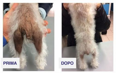 Embedded thumbnail for Luna, cane con alopecia X