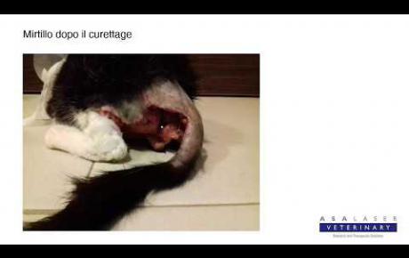 Embedded thumbnail for Mirtillo, gatto con estesa ferita