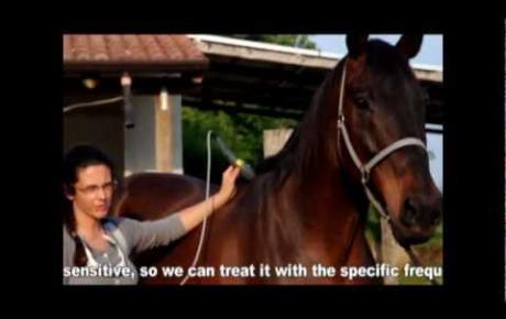 Embedded thumbnail for Anwendung der MLS®-Lasertherapie bei einem Pferd