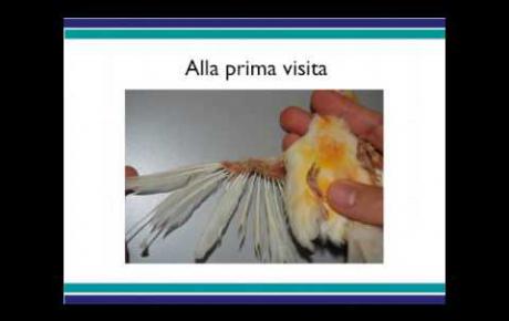 Embedded thumbnail for Canarino con deplumazione