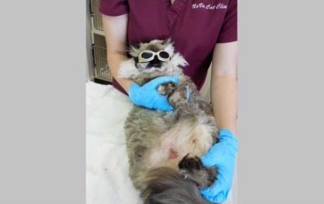 Embedded thumbnail for Fooki, gatta con lesioni addominali da MRSA