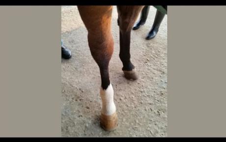 Embedded thumbnail for Liebelei, caballo con flebitis crónica de la vena tarsal en el corvejón derecho