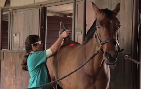 Embedded thumbnail for Lux, caballo con lesión en la garra lateral del suspensor del menudillo
