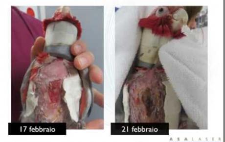 Embedded thumbnail for Gasparre, pappagallo con lesioni da automutilazione