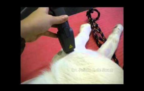 Embedded thumbnail for Labrador Retriever mit bilateraler Arthrose des Ellenbogens