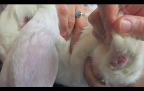 Embedded thumbnail for Laserterapia MLS® para la pododermatitis en un conejo
