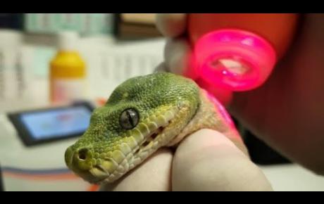 Embedded thumbnail for Ustione del dorso in un serpente Morelia viridis