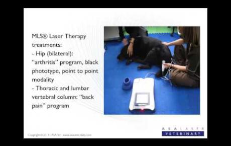 Embedded thumbnail for Laserterapia MLS® para Perseo, Labrador con dificultad para incorporarse