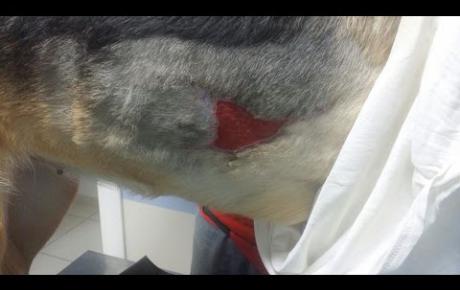 Embedded thumbnail for Niki, Pastore Tedesco con ferita lacero-contusa d’origine traumatica