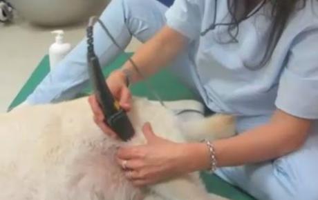 Embedded thumbnail for Angie, Labrador con artrosis coxofemoral sobre base displásica