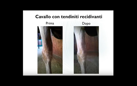 Embedded thumbnail for Grey, Cavallo con tendiniti recidivanti