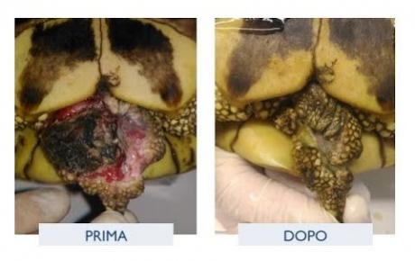Embedded thumbnail for Briosa, tartaruga con ferita infetta da morso di ratto
