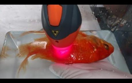 Embedded thumbnail for Dory, Goldfisch mit bakteriellem Granulom 