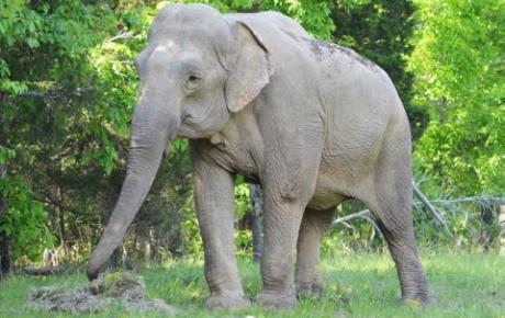 Embedded thumbnail for Shirley, Elefante Asiatico con ferite cutanee da compressione