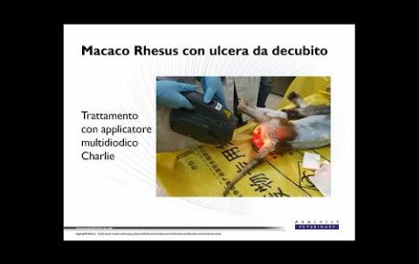 Embedded thumbnail for Ted, Macaco Rhesus con ulcera da decubito