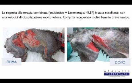 Embedded thumbnail for Romy, cane con ampia ferita cutanea con deiscenza