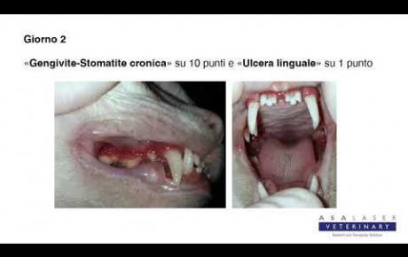 Embedded thumbnail for Mi Mi, gatto con gengivite/stomatite acuta e ulcera linguale